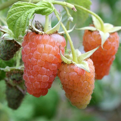 1 saz, Malina Orange - : Monžstvo balíkov: 1 saz