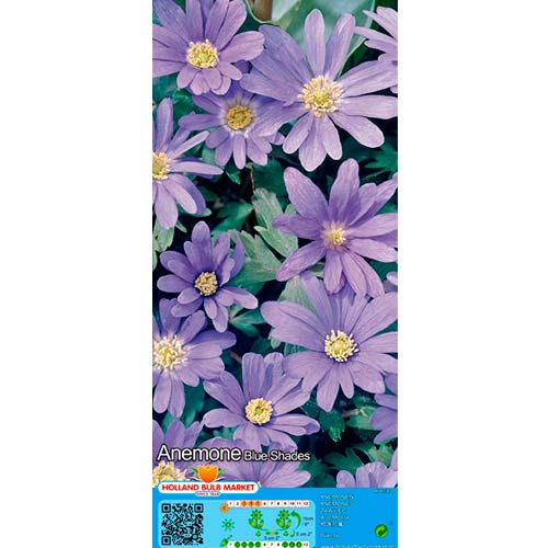15 kus, Sasanka Blanda Blue Shades - : Monžstvo balíkov: 15 kus