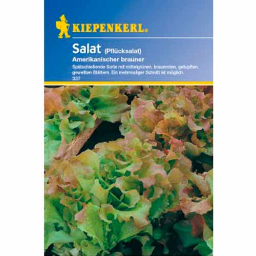 Šalát listový Frisée d'Amérique - : Monžstvo balíkov: 1 ob