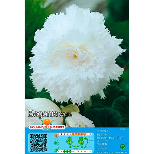 Begónia Fimbriata White - : Monžstvo balíkov: 2 kus