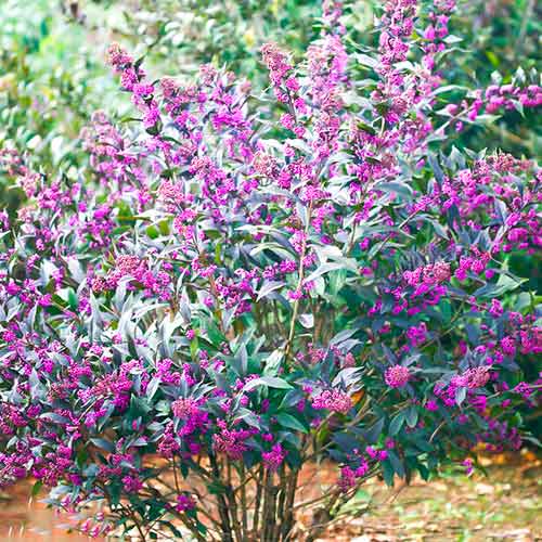 Callicarpa Pearl Glam - : Monžstvo balíkov: 1 sad