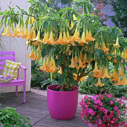 1 szt, Brugmansia Yellow - Stauden: Ilość w opakowaniu: 1 Stück