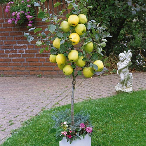 1 szt, Mini Jabłoń Garden Delicious - Sadzonki: Ilość w opakowaniu: 1 sadz