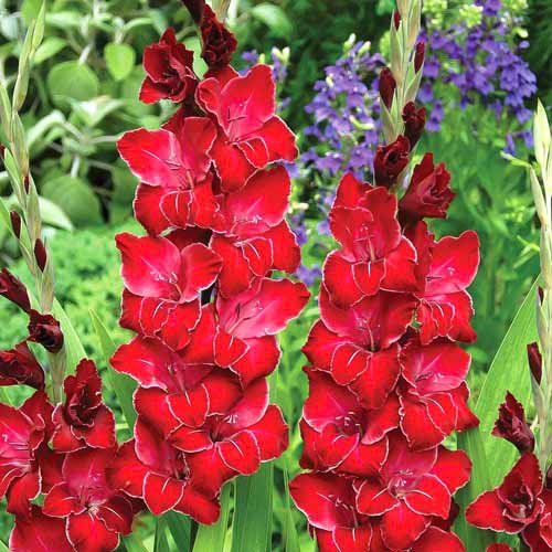 1 szt, Gladiola (Mieczyk) wielkokwiatowy Baccara - Cebule: Ilość w opakowaniu: 10 cebul