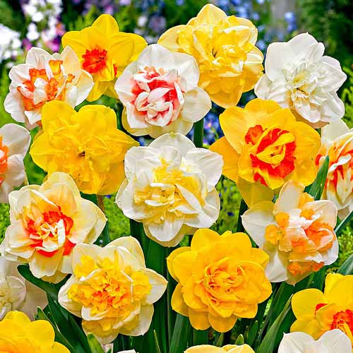 25 szt., Super oferta! Zestaw Narcyz pełny, mix kolorów - Cebule: Ilość w opakowaniu: 25 szt.