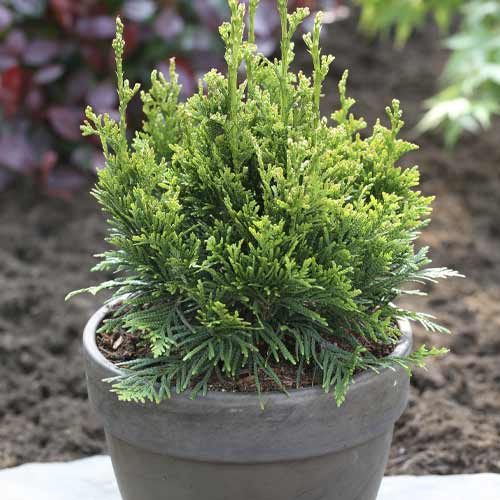 1 buc, Tuia (Thuja) Can-Can, C3 - Răsaduri: Mod de ambalare: 1 buc