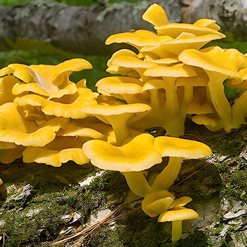 1 pac, Pleurotus galben - : Mod de ambalare: 20 buc