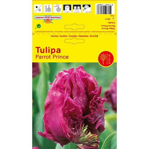 2 cib, Tulipán Parrot Prince - : Monžstvo balíkov: 2 cib