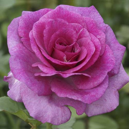1 Pflanze(n), Großblumige Rose Zulu Royal - Setzlinge: Ilość w opakowaniu: 1 Pflanze(n)