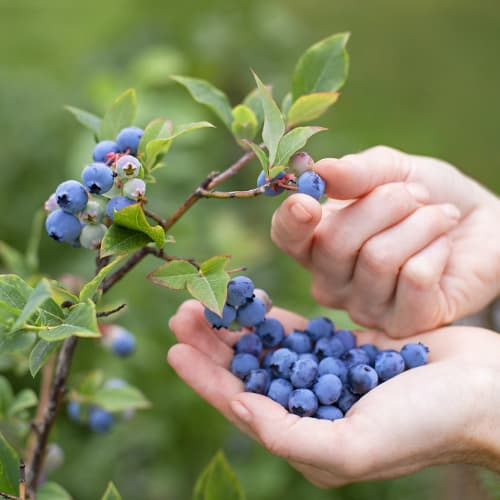Arándano Brigitta, P9 - Plántulas: Ilość w opakowaniu: 1 plantas