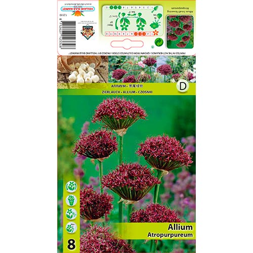 Allium Atropurpureum - Bulbos: Ilość w opakowaniu: 8 bulbos