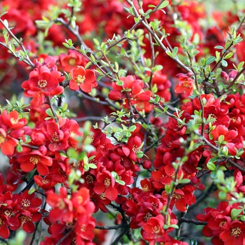 Membrillo japonés Sargentii, P9 - Plántulas: Ilość w opakowaniu: 1 plant