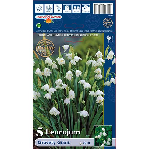 5 szt., Śnieżyca Gravety Giant - Cebule: Ilość w opakowaniu: 5 szt.