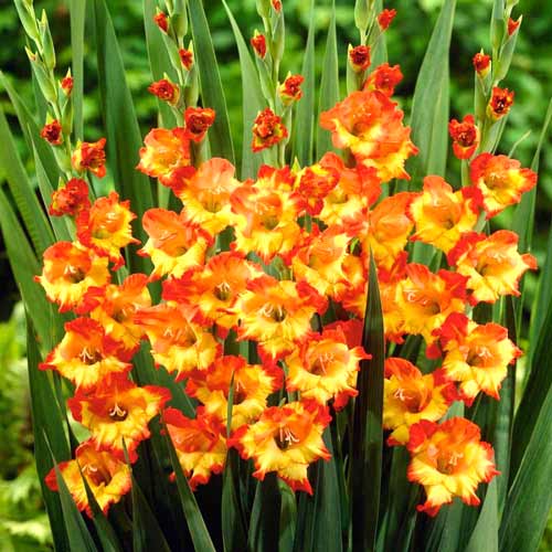 1 szt, Gladiola (Mieczyk) wielkokwiatowy Sunshine - Cebule: Ilość w opakowaniu: 10 cebul
