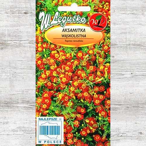 1 szt, Aksamitka wąskolistna Red Gem Legutko - Nasiona: Ilość w opakowaniu: 0.3 g