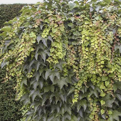 1 sadz, Parthenocissus tricuspidata Green Spring, С2 - Sadzonki: Ilość w opakowaniu: 1 sadz
