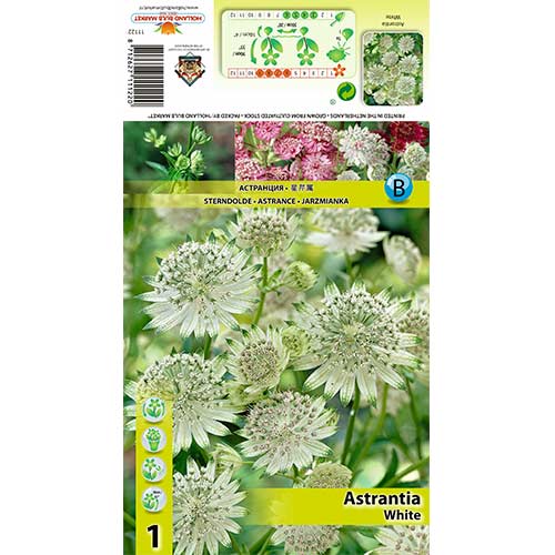 1 buc, Astrantia White - Bulbi: Mod de ambalare: 1 buc