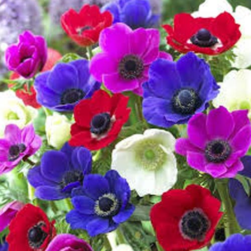8 buc, Pachet economic! Anemone The Caen mix multicolor - Bulbi: Mod de ambalare: 8 buc