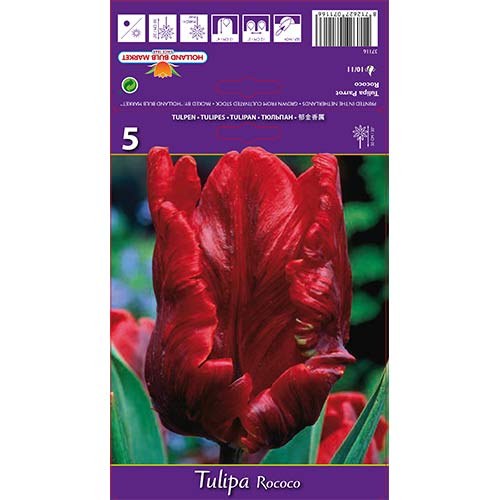 5 buc, Lalele Rococo Parrot - Bulbi: Mod de ambalare: 5 buc