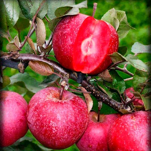 1 buc, Măr Red Pearl - Puieți: Mod de ambalare: 1 buc
