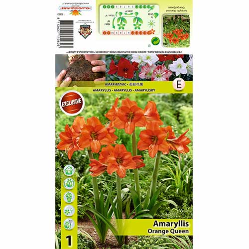 1 buc, Crin de cameră (Amaryllis) Orange Queen - Bulbi: Mod de ambalare: 1 buc