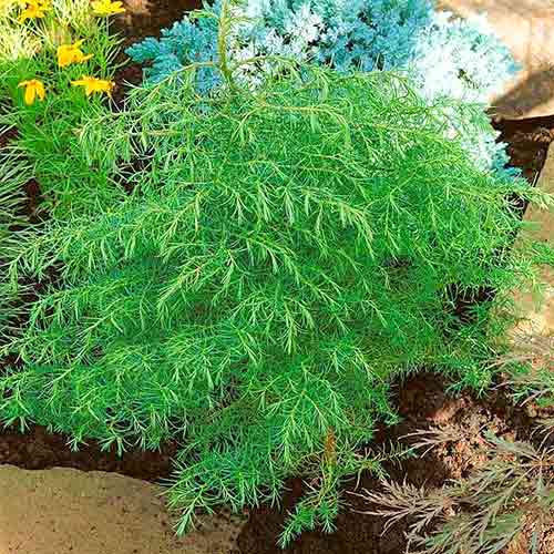 1 buc, Cryptomeria Elegans - Puieți: Mod de ambalare: 1 buc