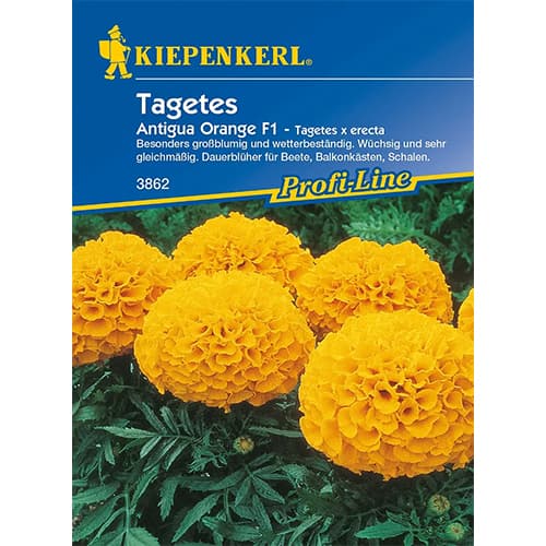 1 szt, Tagetes Antigua Orange F1 - Samen: Ilość w opakowaniu: 1 Stück