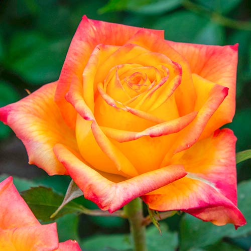 1 none, Großblumige Rose Girandola - Setzlinge: Ilość w opakowaniu: 1 none