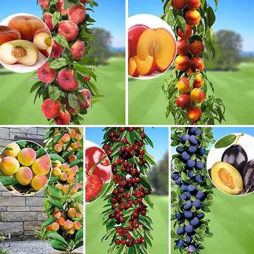 5 Pflanze(n), Tolles Angebot! Früchte des Sommers, Set mit 5 Setzlingen - Setzlinge: Ilość w opakowaniu: 5 Pflanze(n)