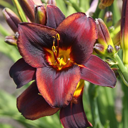 1 sadz, Liliowiec (Hemerocallis) Sweet Hot Chocolate - Sadzonki: Ilość w opakowaniu: 1 sadz