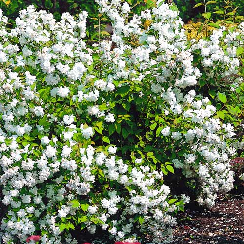 1 szt, Jaśminowiec Bouquet Blanc - Sadzonki: Ilość w opakowaniu: 1 sadz