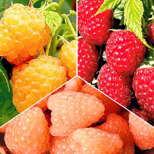 3 sadz, Zestaw Maliny Gigant 3 sadzonki - Sadzonki: Ilość w opakowaniu: 3 sadz