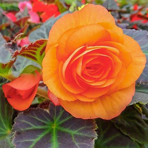1 szt, Begonia bulwiasta wielkokwiatowa Smolicka pomarańczowa - Nasiona: Ilość w opakowaniu: 0.1 g