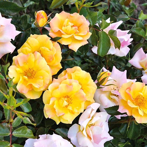 1 saz, Růže floribunda Mella Melitte - : Monžstvo balíkov: 1 saz