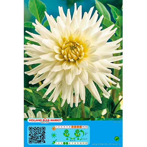 1 cib, Jiřina kaktusová White Star - : Monžstvo balíkov: 1 cib