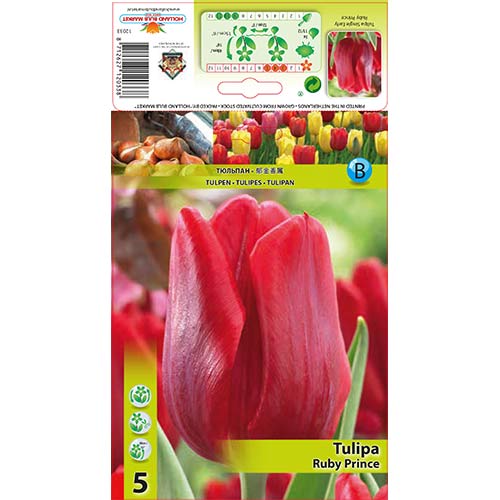 5 Stück, Tulpe Ruby Prince - Blumenzwiebeln: Ilość w opakowaniu: 5 Stück