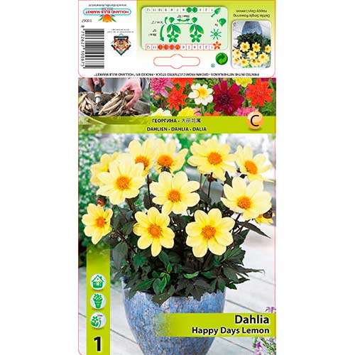 1 Stück, Dahlie Happy Days Lemon - Stauden: Ilość w opakowaniu: 1 Stück