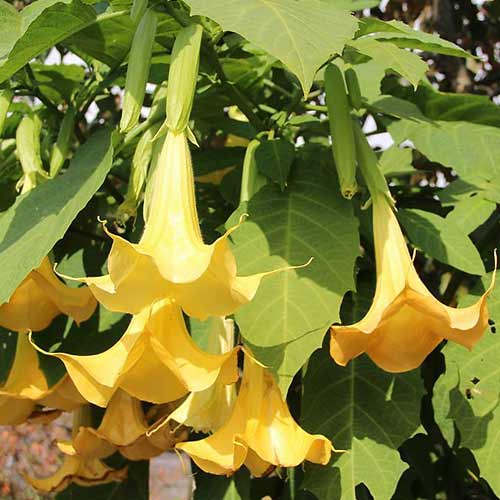 1 Stück, Brugmansia Angel's Yellow - Stauden: Ilość w opakowaniu: 1 Stück