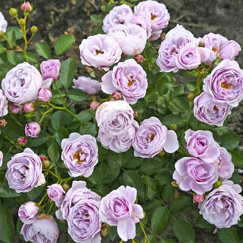 Rosa floribunda Nautica , C5 - Plântulas: Ilość w opakowaniu: 1 plant