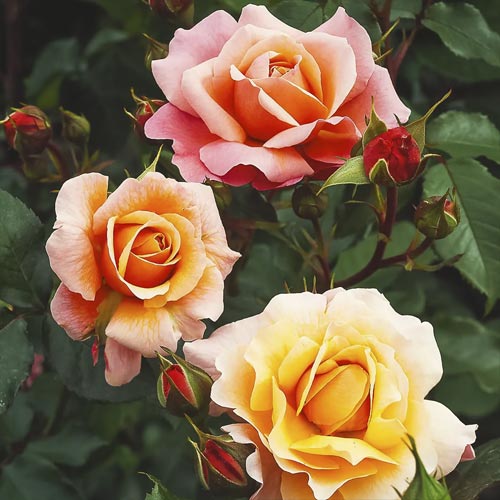 Rosa floribunda Marie Curie , С3 - Plântulas: Ilość w opakowaniu: 1 plant