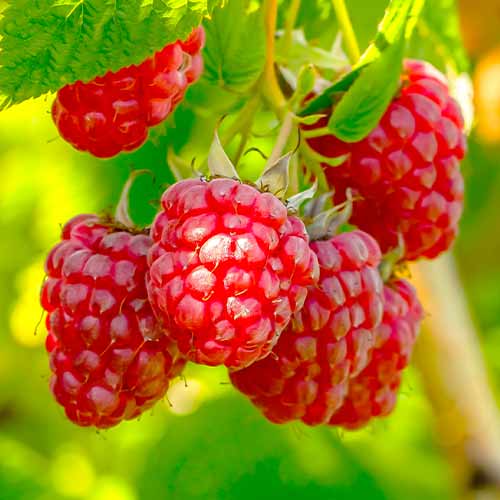 Frambuesa perenne Polka, Р9 - Plántulas: Ilość w opakowaniu: 1 plantas