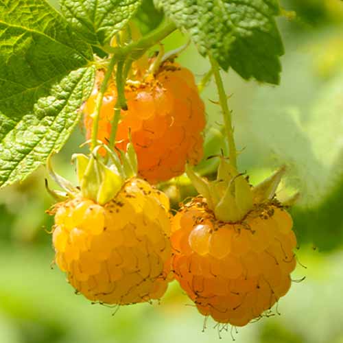 Frambuesa Golden Queen, Р9 - Plántulas: Ilość w opakowaniu: 1 plantas