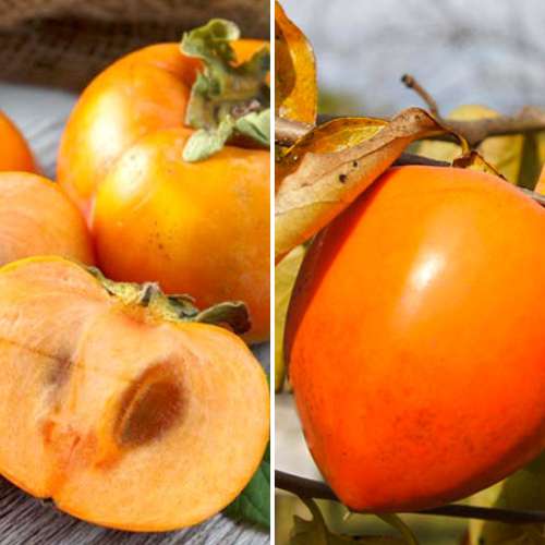 Lote de caquis (Hurma oriental), 2 plantas - Plántulas: Ilość w opakowaniu: 2 plantas