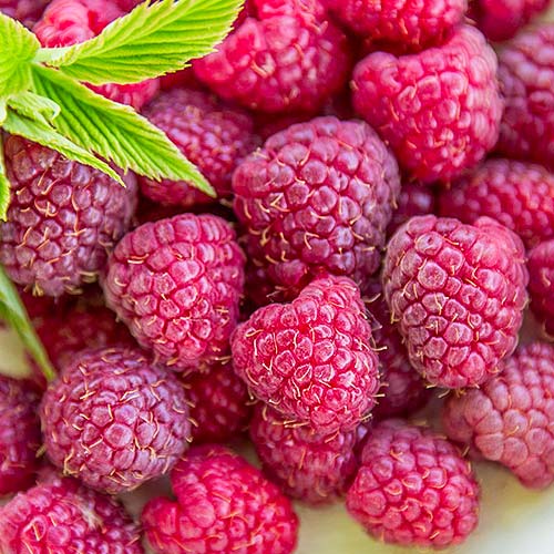 1 sadz, Malina purpurowa - Sadzonki: Ilość w opakowaniu: 1 sadz