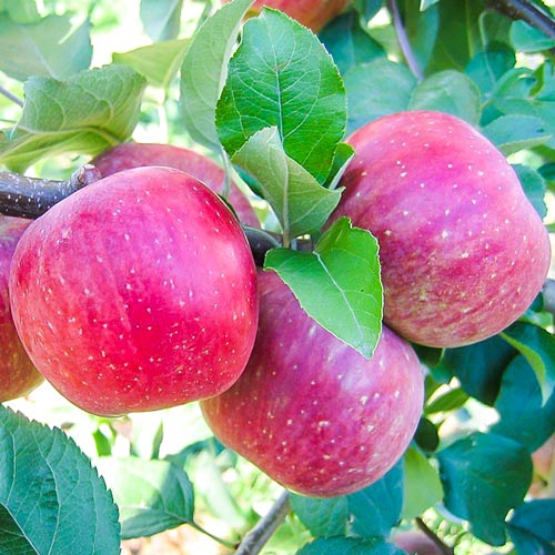 Macieira Fuji, С2 - Plântulas: Ilość w opakowaniu: 1 plant