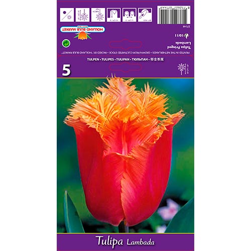 Tulip Lambada - Bulbos: Ilość w opakowaniu: 5 bulbe