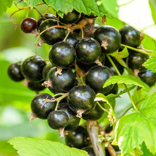Groselha preta Titania - Plântulas: Ilość w opakowaniu: 1 plant