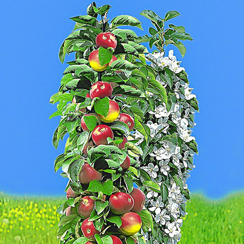 Manzano columnar Vesna , C2 - Plántulas: Ilość w opakowaniu: 1 plant